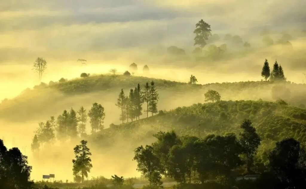Scenic view of Yunnan tea mountains covered in mist with ancient tea trees and terraces at sunrise.