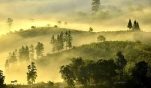 Scenic view of Yunnan tea mountains covered in mist with ancient tea trees and terraces at sunrise.